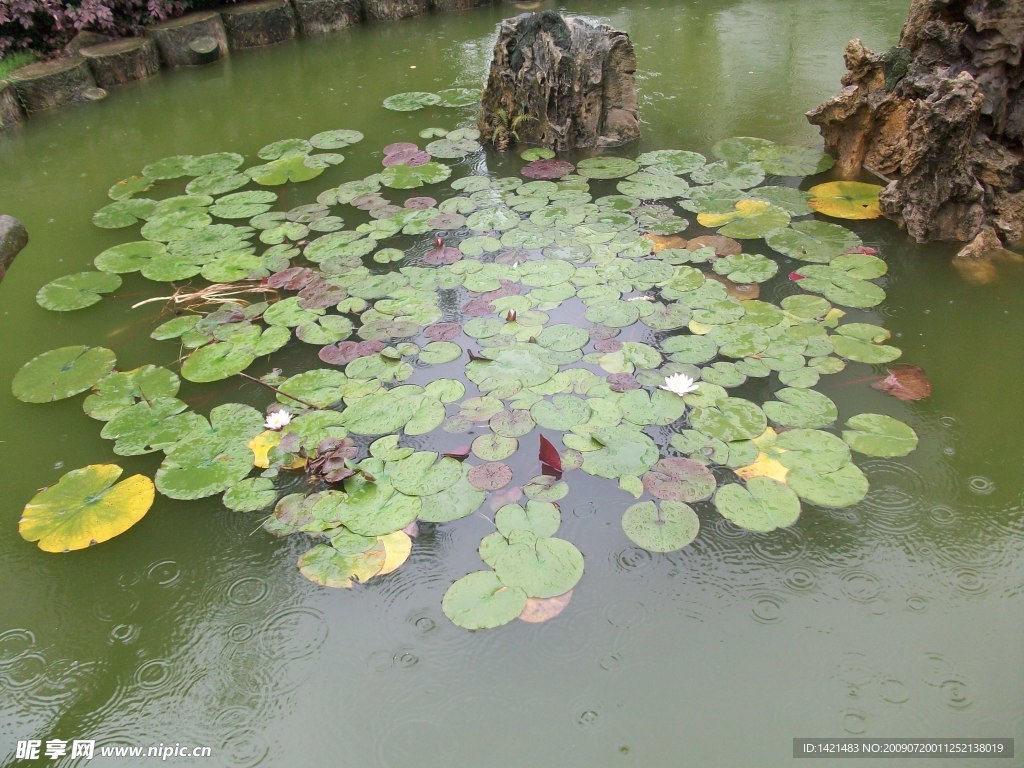 雨中睡莲之二