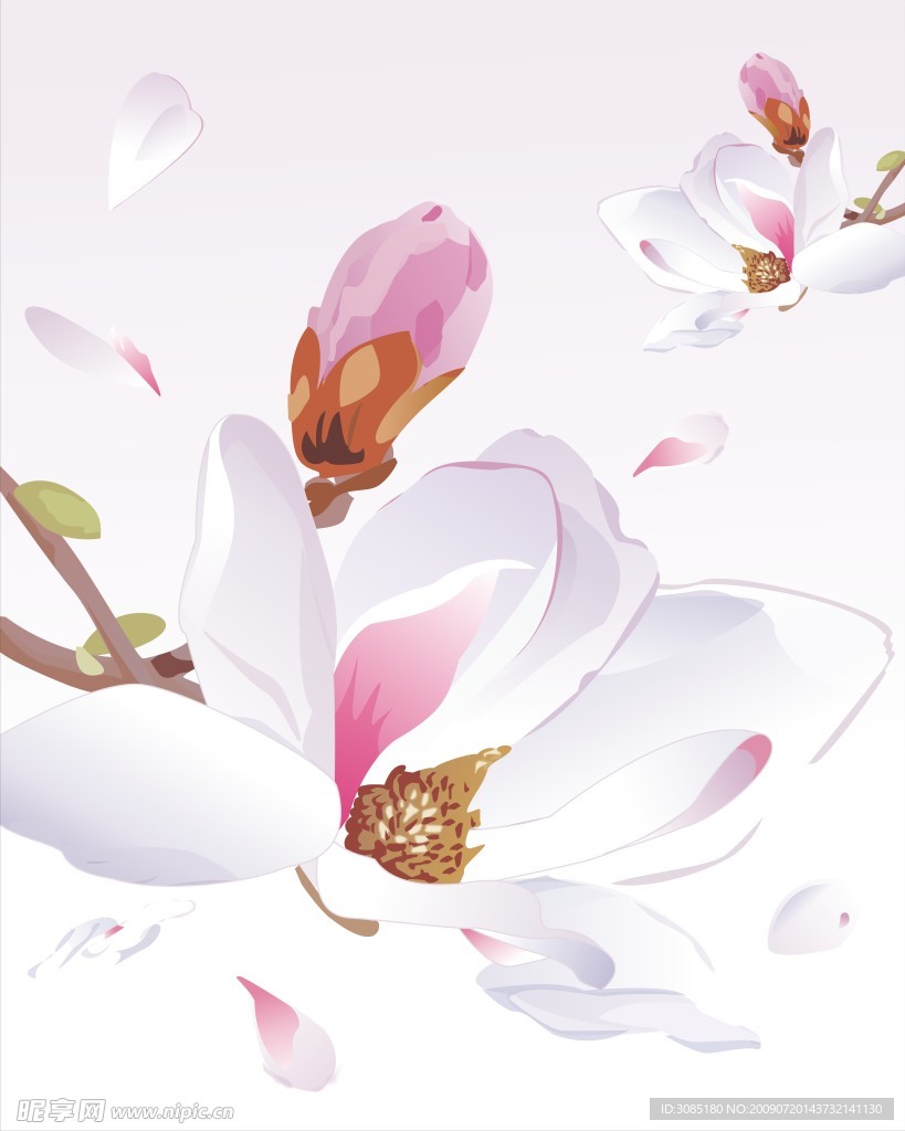 淡雅梨花