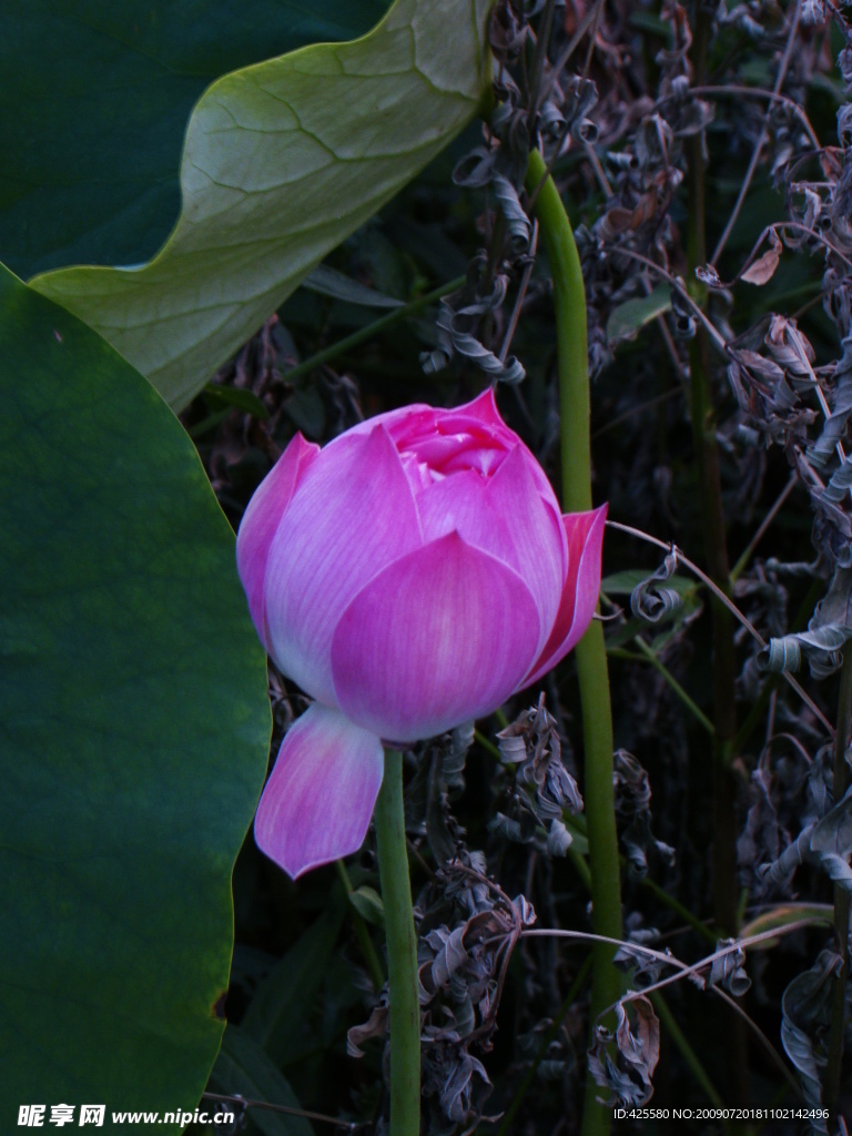 莲花