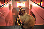 小猫