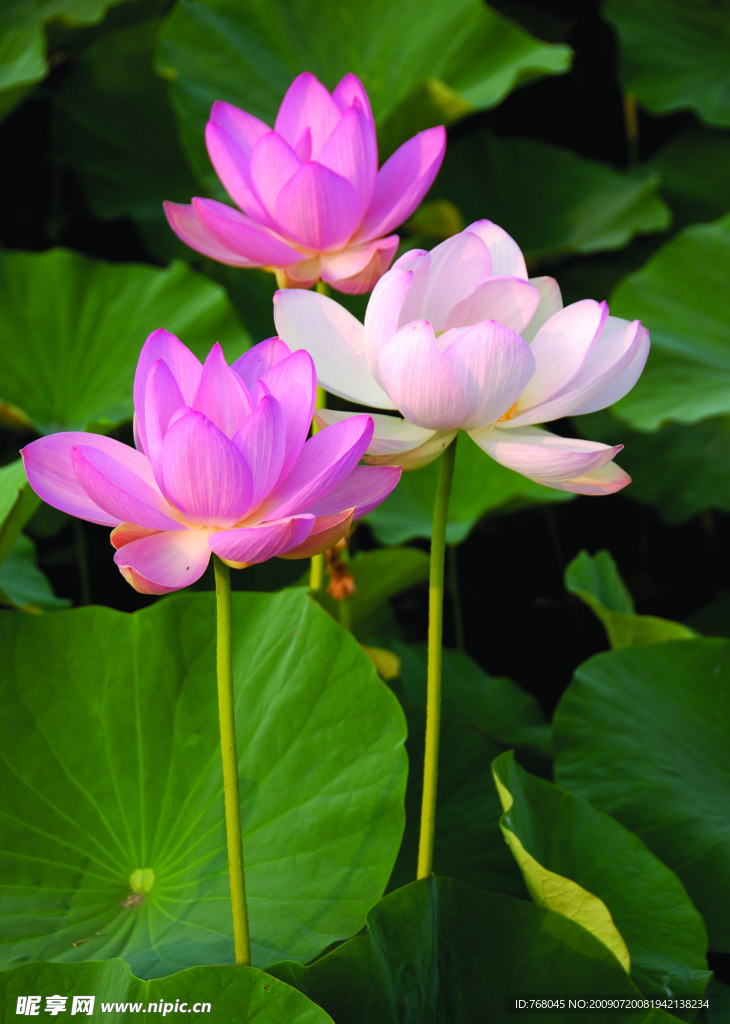 荷花6