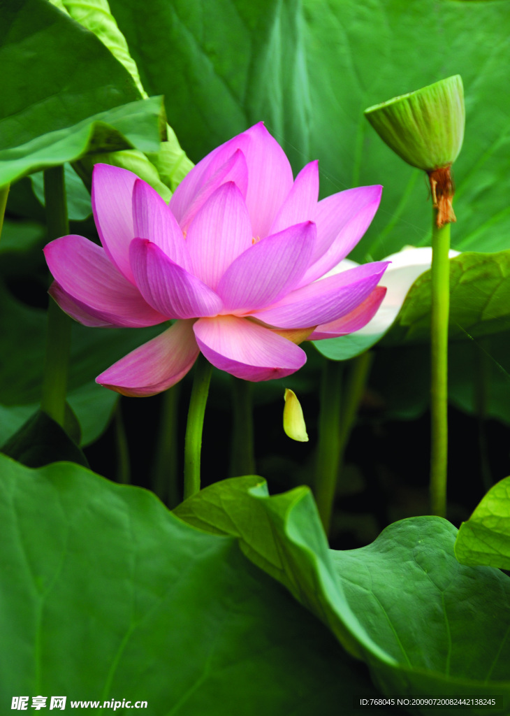 荷花7