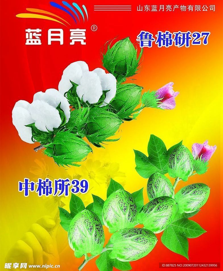 棉花