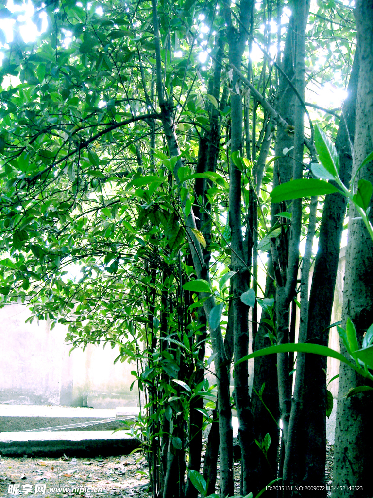 小树排成行