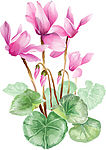 兰花