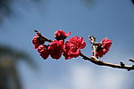花卉