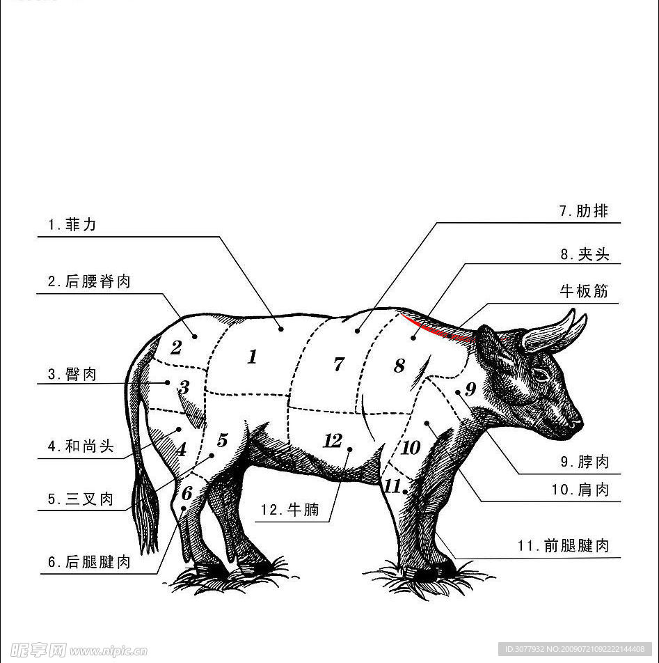 牛