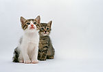 可爱小猫