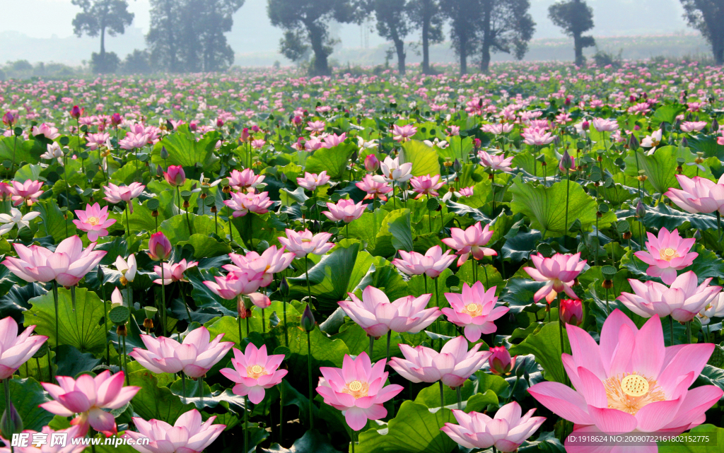 荷花