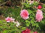 牡丹花