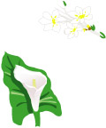 白色花