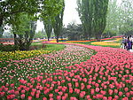 繁花似锦