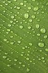 水珠系列高清图片6