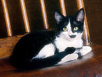大花猫