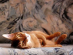 可爱猫猫
