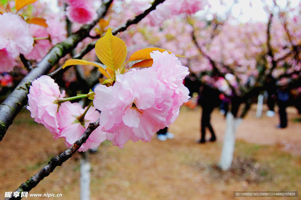 樱花