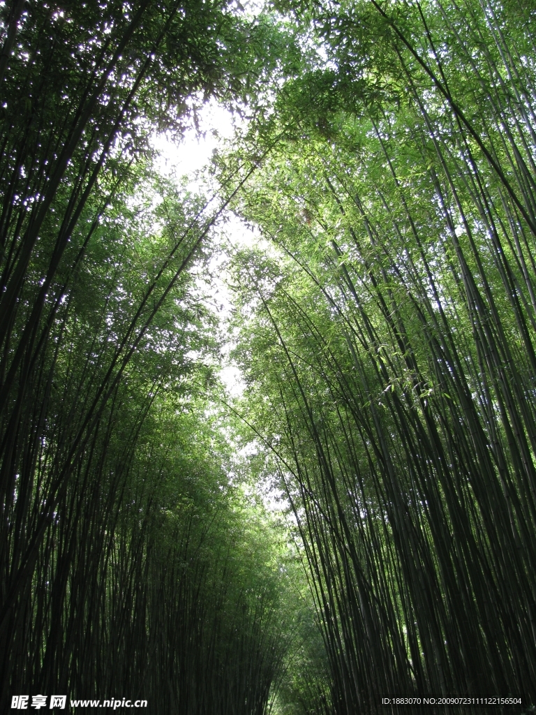 竹林深处2