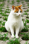 猫咪