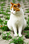 猫咪