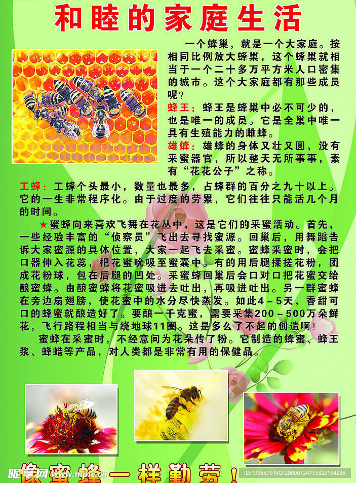 生物谜底蜜蜂社会