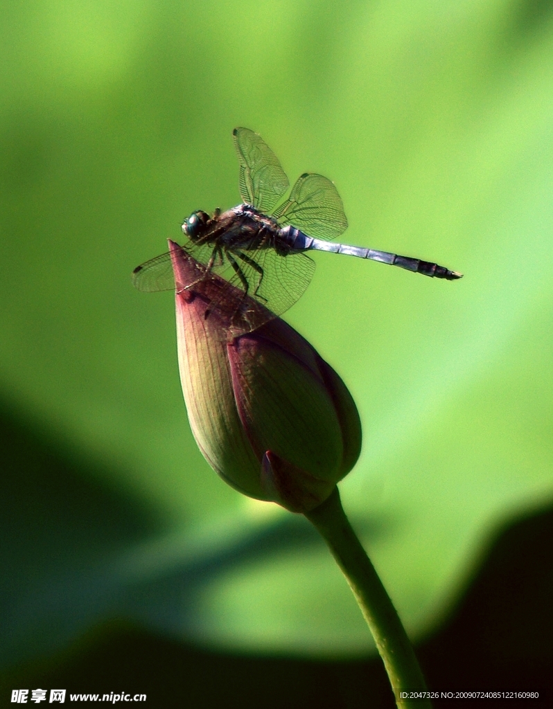 蜻蜓点水
