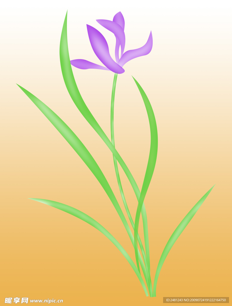 兰花