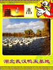武汉鸭王