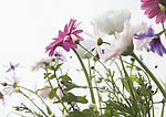 清新 野生 花卉 植物 野菊花