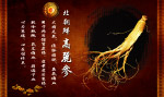 高丽参药材海报设计图