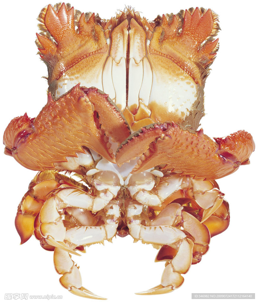 海洋生物