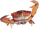 海洋生物