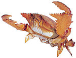海洋生物