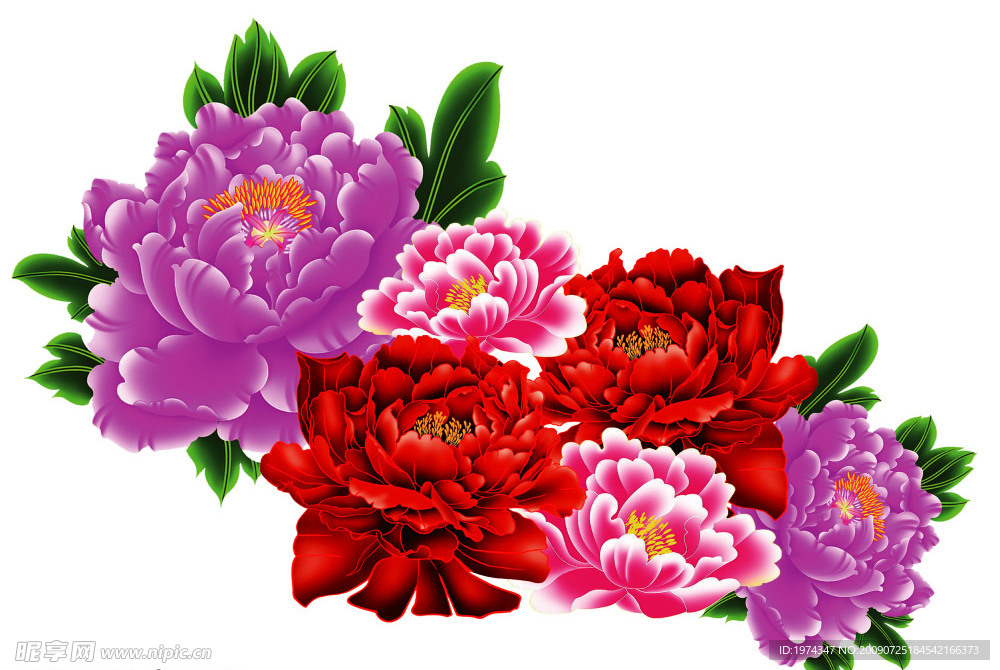 牡丹花