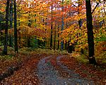林间小路与满山红叶