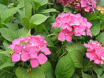 簇花