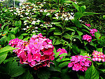 簇花