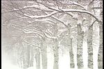 雪中树林