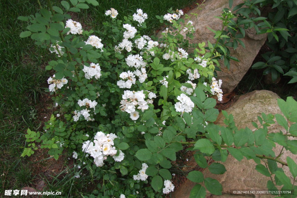 白色的花