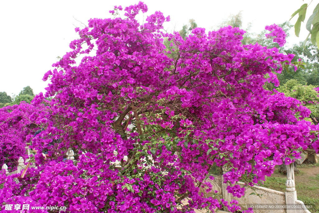 盛开紫花