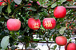 苹果