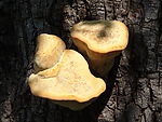 光影蘑菇