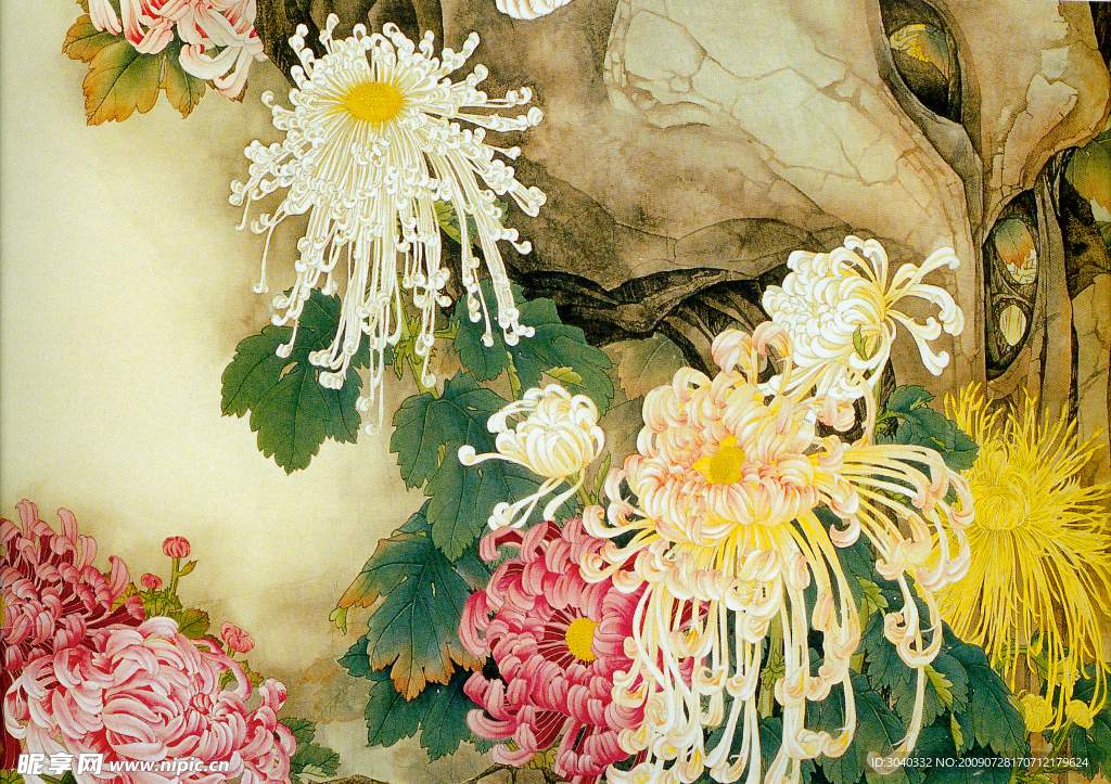 菊花