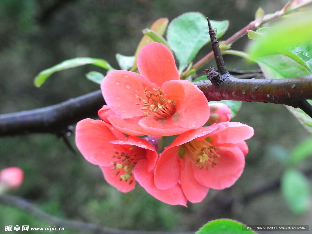 雨后耐冬花(2)