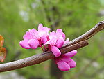 中山公园紫荆花