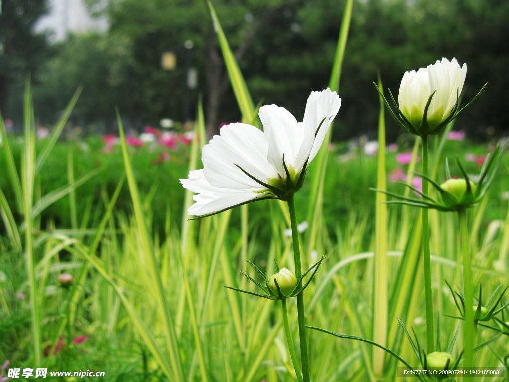 迎接阳光的花