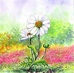 手绘白菊花