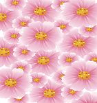 满花绮梦
