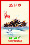 海参 晓琴