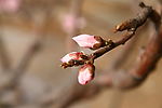 花蕾