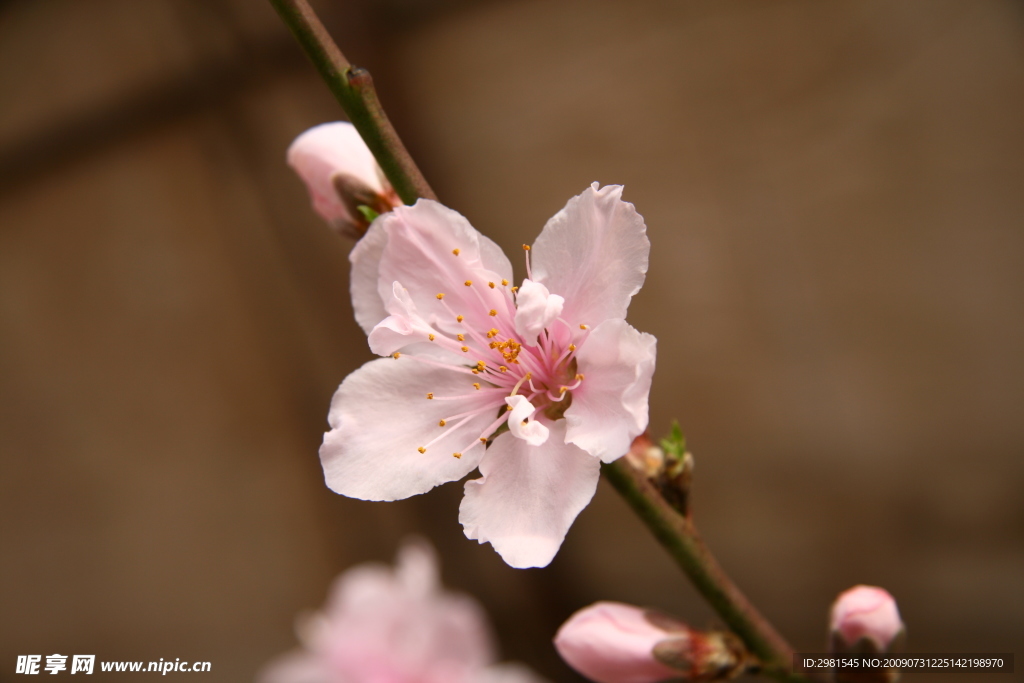 桃花